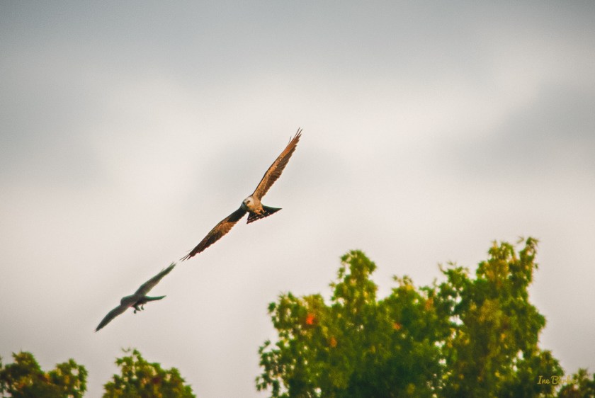 20150819-149_0067_Hawk Flights