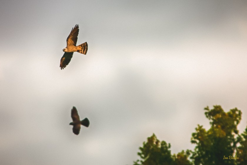 20150819-149_0068_Hawk Flights