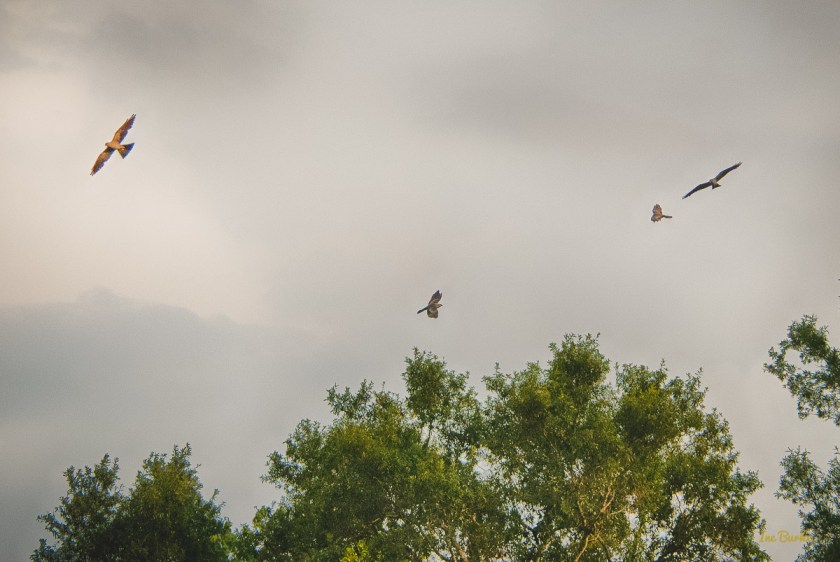 20150819-149_0073_Hawk Flights