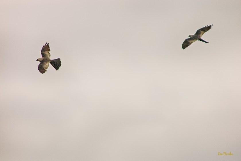 20150819-149_0076_Hawk Flights