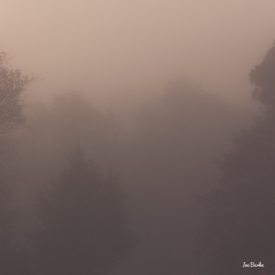 20150826-149_0099Foggy Morning