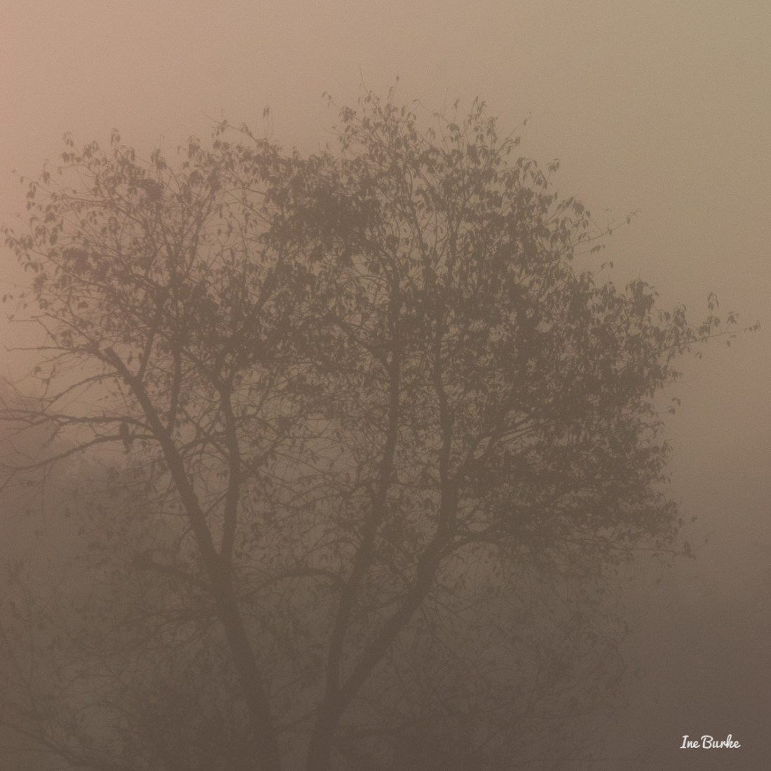 20150826-149_0102Foggy Morning