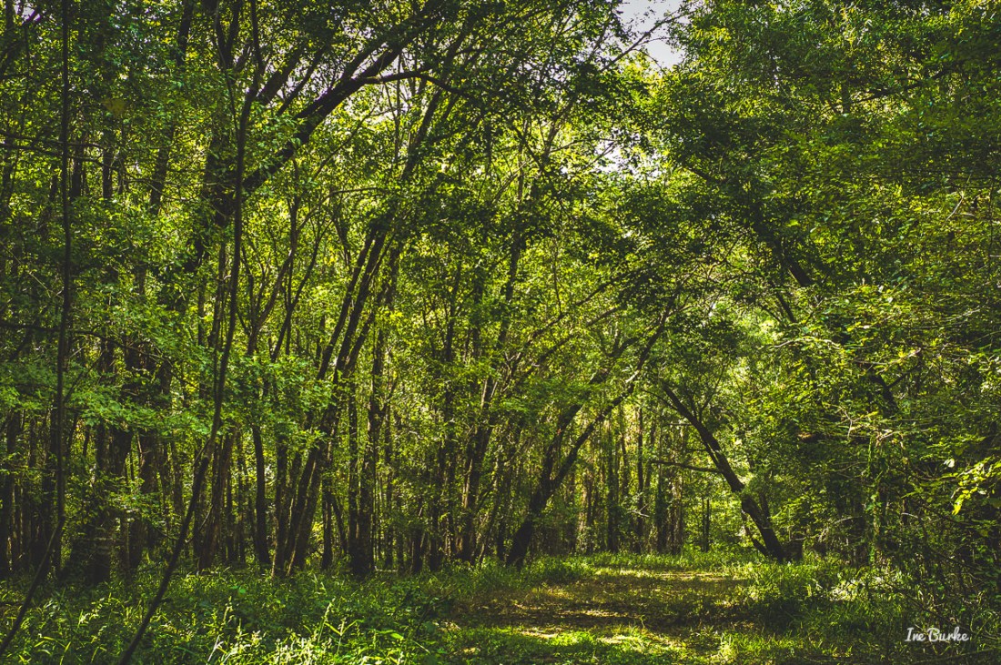 20150915-L1011589_Summer End