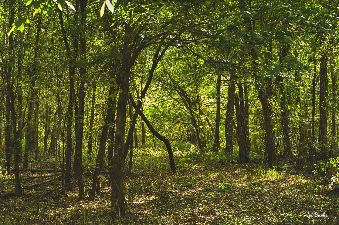 20150915-L1011593_Summer End