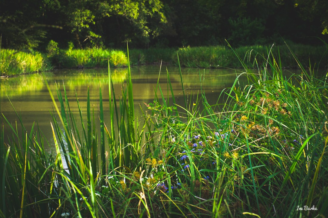 20150915-L1011635_Summer End