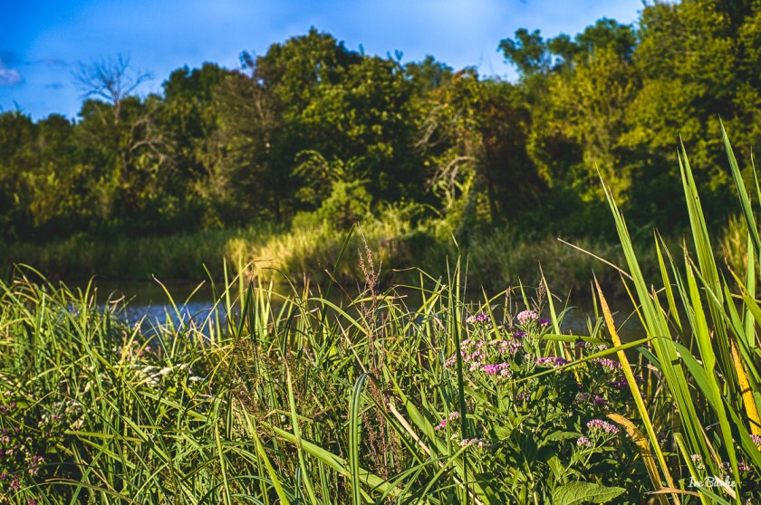 20150915-L1011637_Summer End