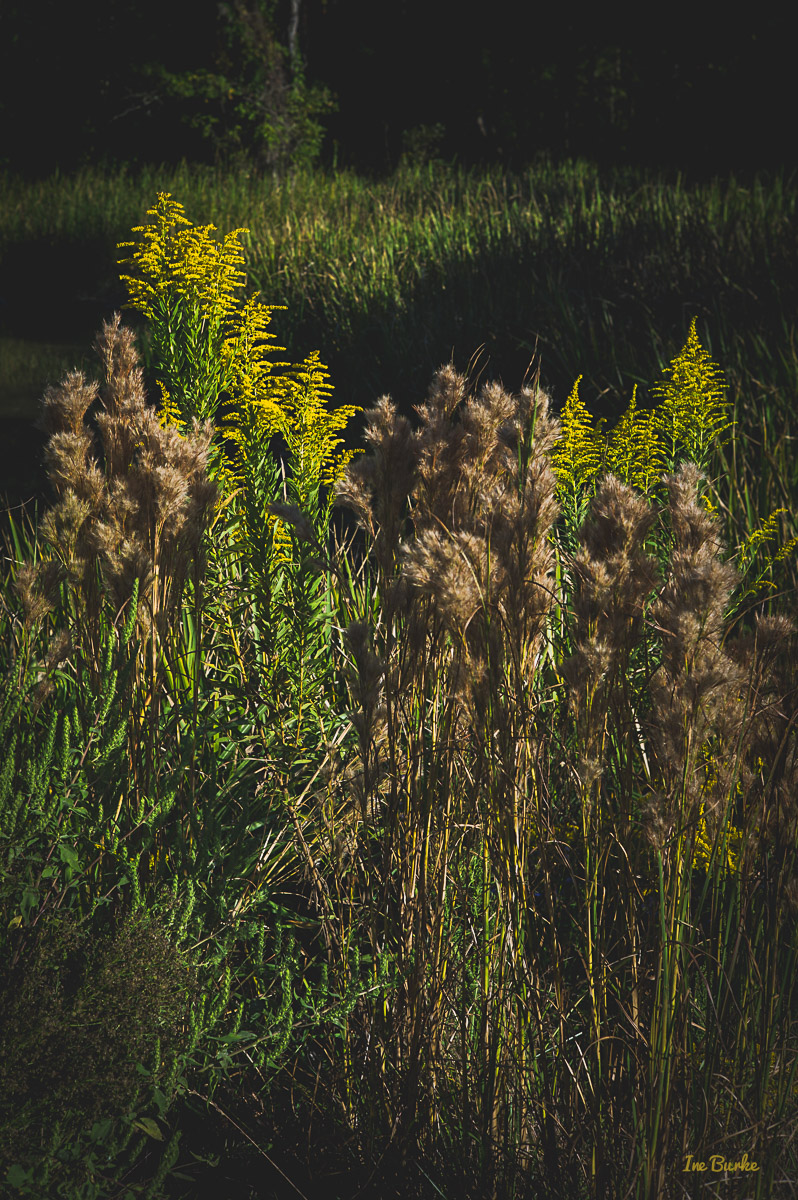 151010-L1012061-Golden Rod1