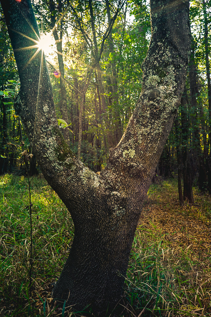 151010-L1012092-In the Woods3