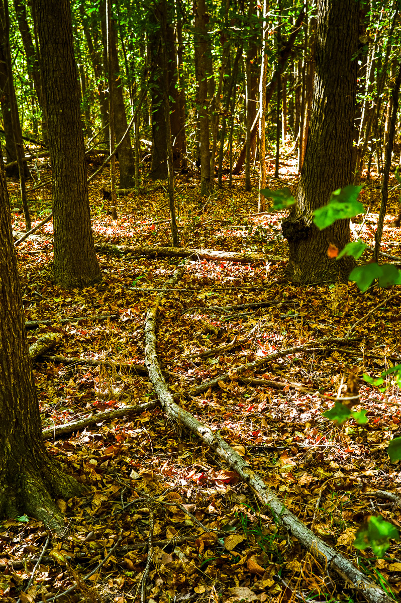 Campers Nature Trail-151019-L1012301-Edit