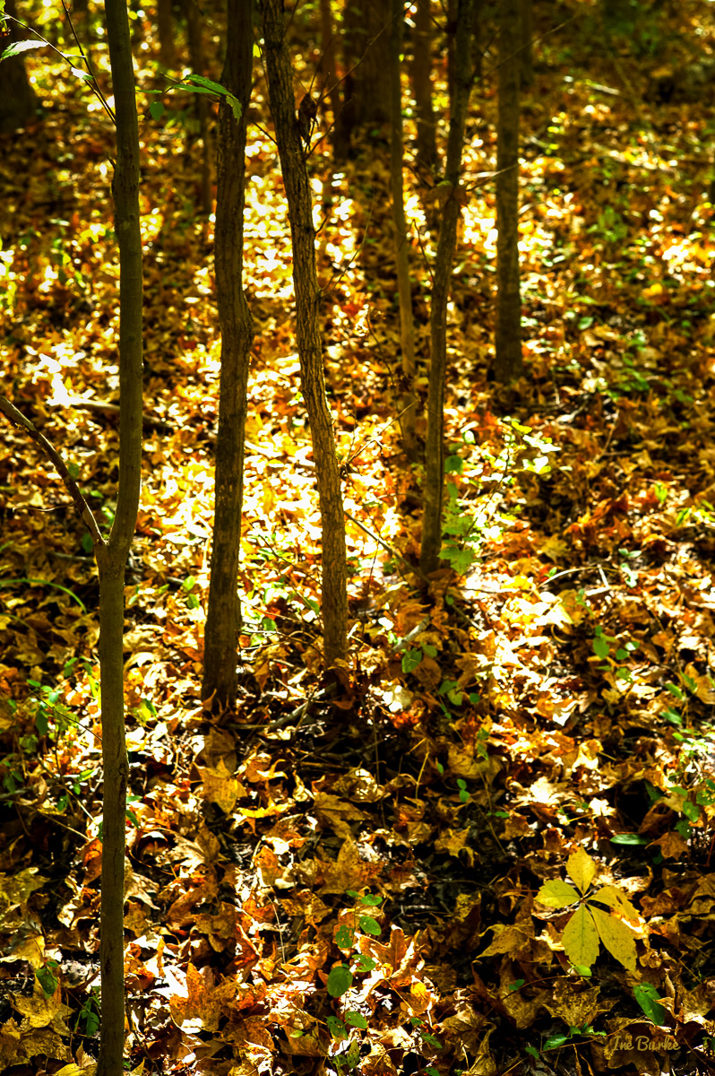 Campers Nature Trail-151019-L1012330-Edit