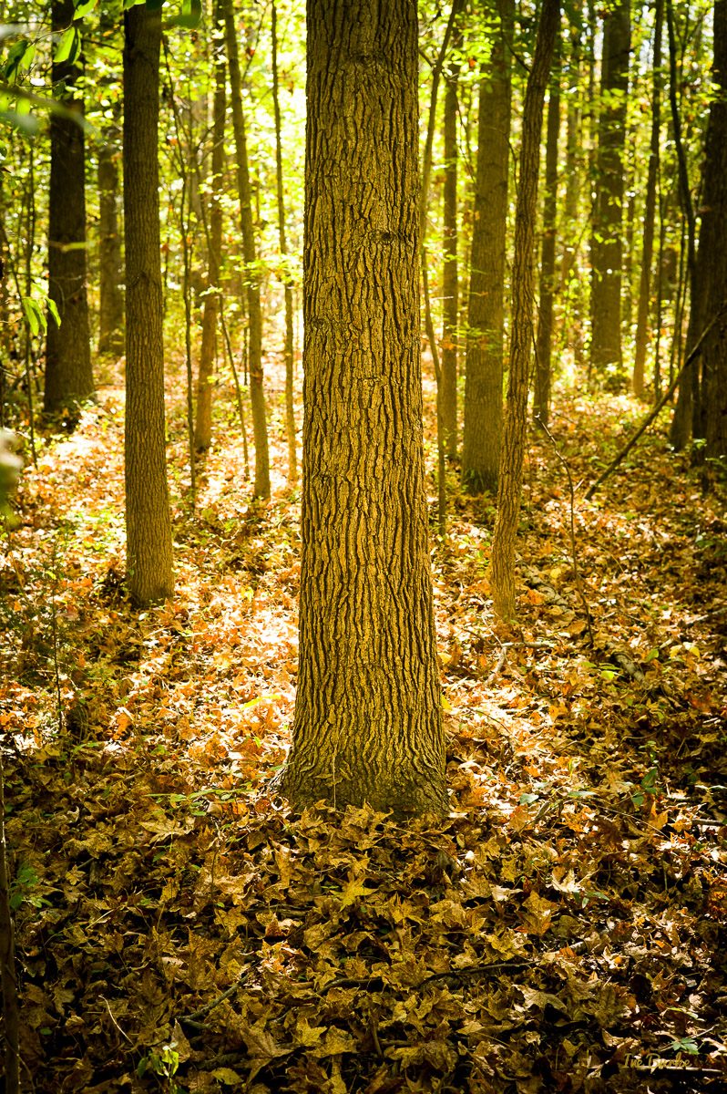 Campers Nature Trail-151019-L1012335