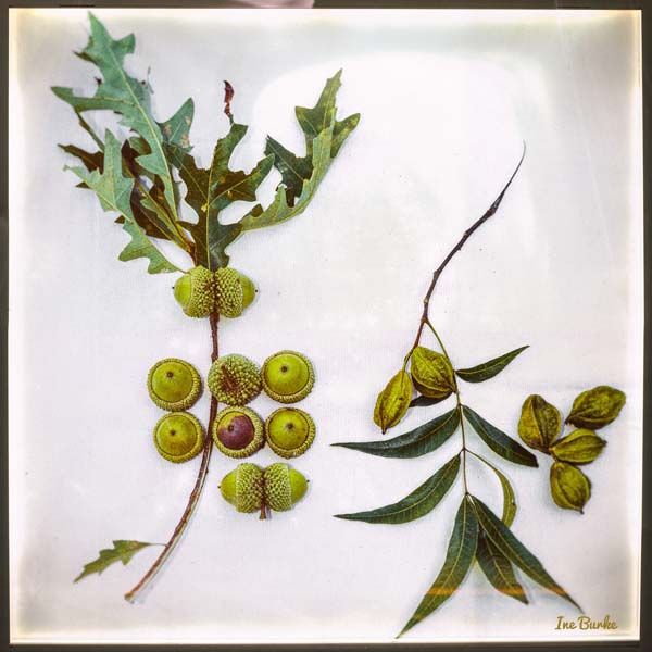 Accorn & Nut 12x12 S | Ine Burke-1-2