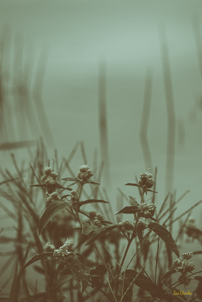 By the Pond-151026-153_0012-Edit