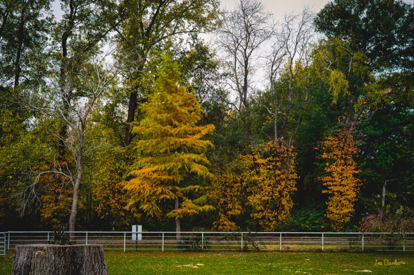 Fall Foliage 2014-141111-L1008297_HDR