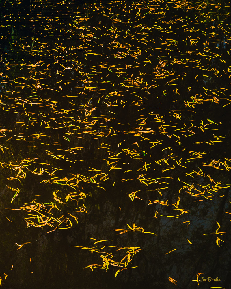 Fall Mill Creek-141024-L1008070