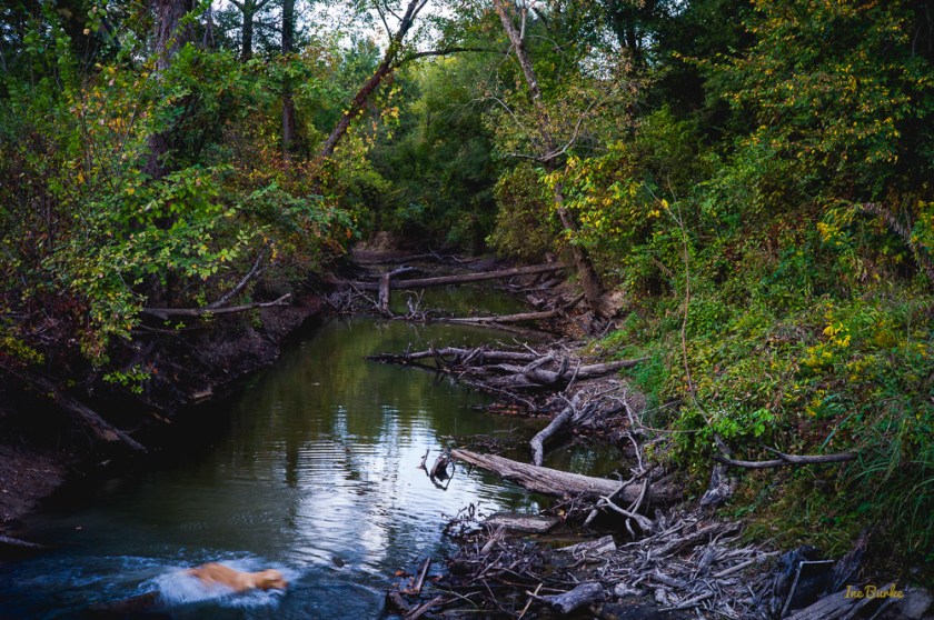 Fall Mill Creek-151021-L1012384