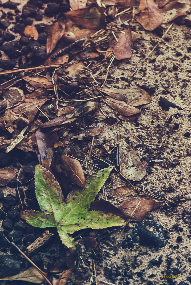 Sandy Soil-151026-153_0004-Edit