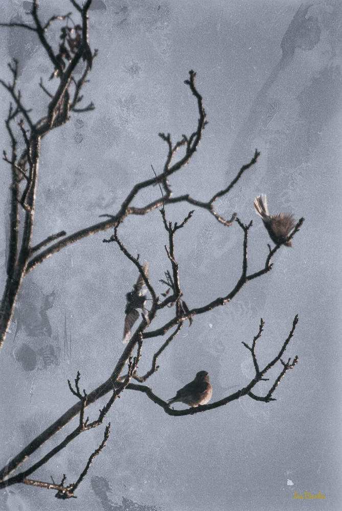 Painting Birds-151202-153_0106-Edit