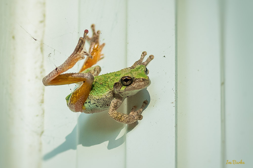 Tangled Toad-150722-146_0342-Edit-Edit-Edit-Edit
