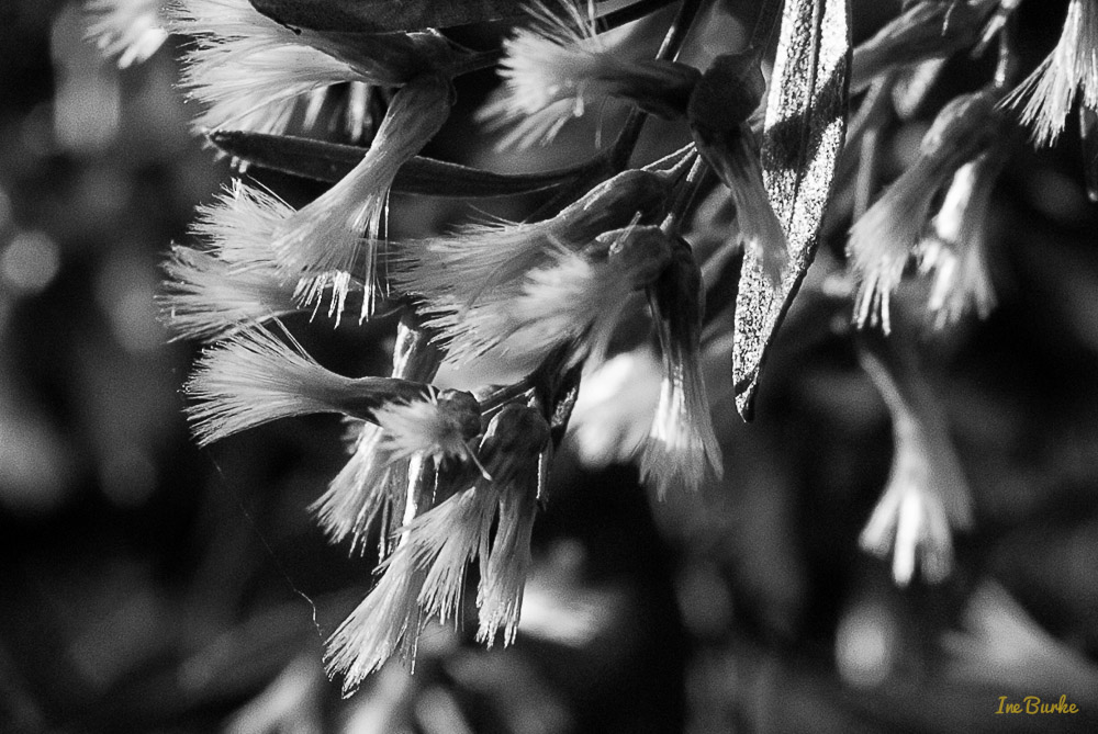 Back Pasture-141024-146_0206-Edit