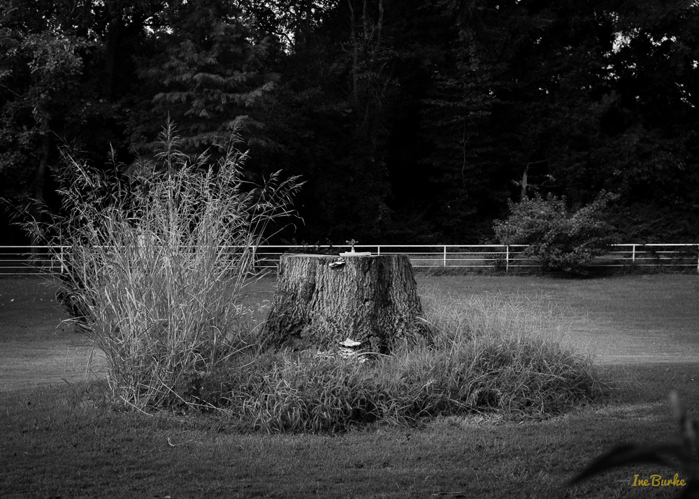 BW Nature-140904-L1007781