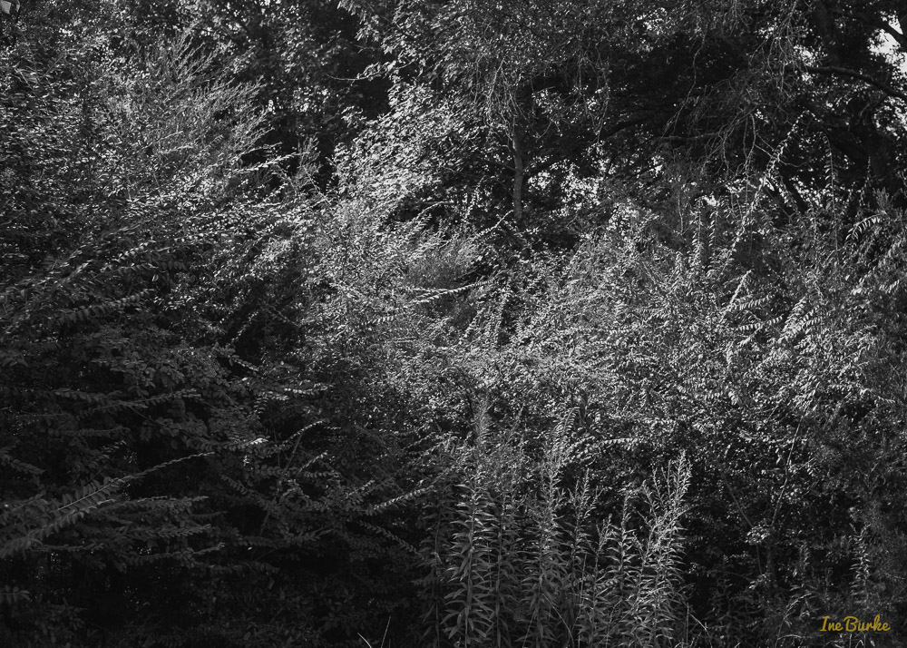 BW Nature-140904-L1007799