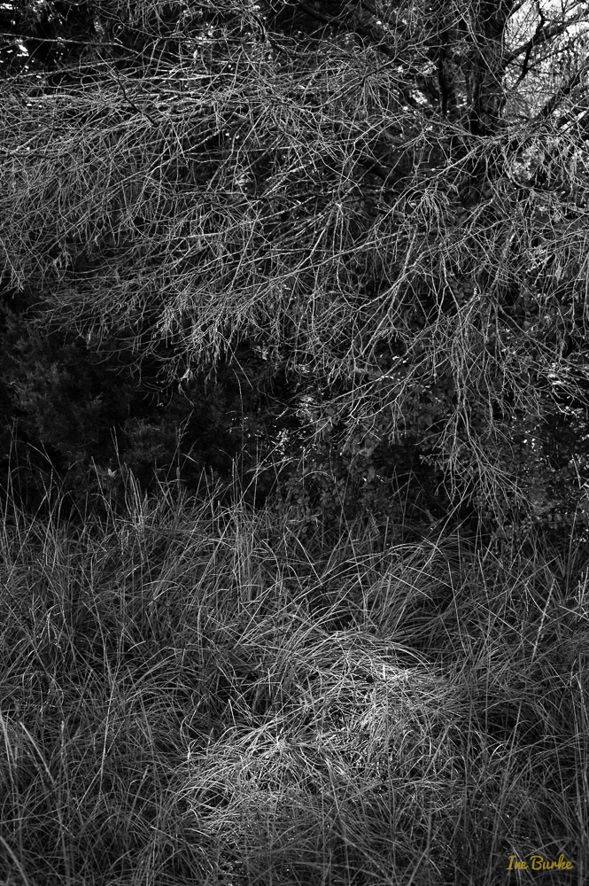 BW Nature-140904-L1007805