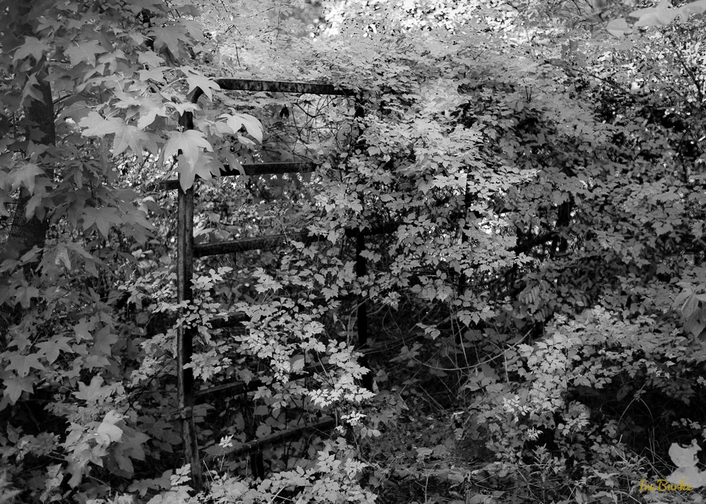 BW Nature-140904-L1007813