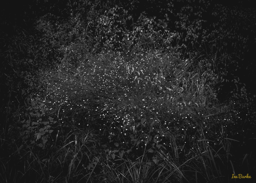 BW Nature-140904-L1007824