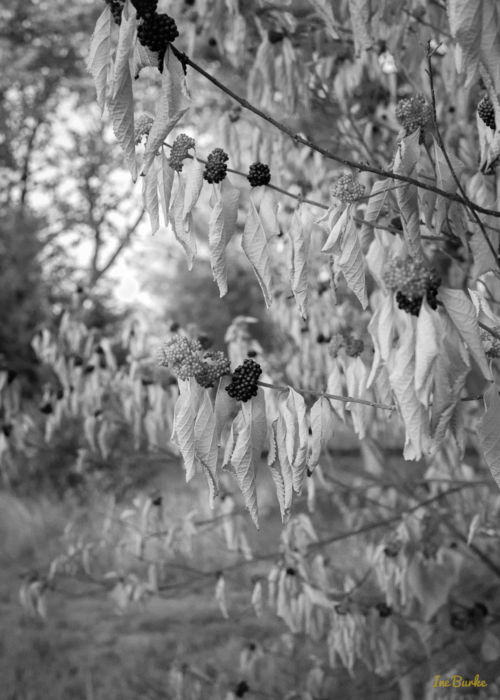 BW Nature-140904-L1007863
