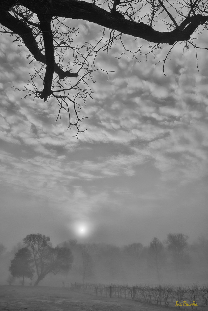 Fog-150120-146_0110-Edit-Edit-2-Edit-Edit