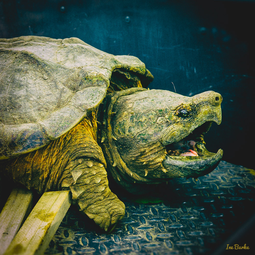 Snapping Turtle-120427-L1002975
