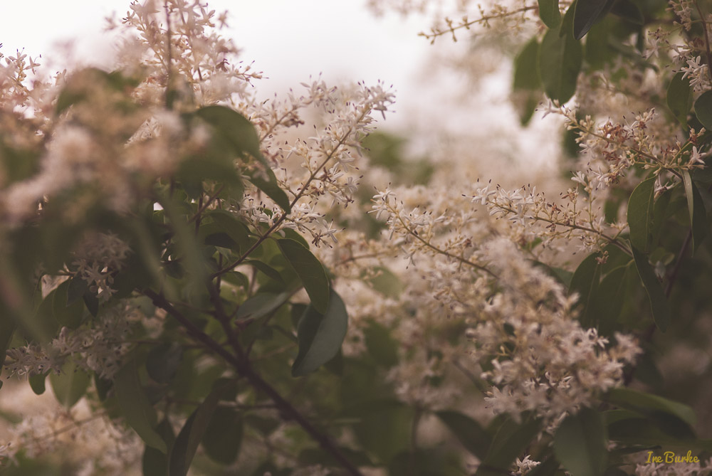 Subtle Blossoms-150506-146_0150