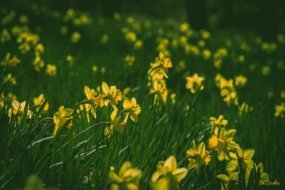 Mrs Lee Daffodil-160227-158_0015