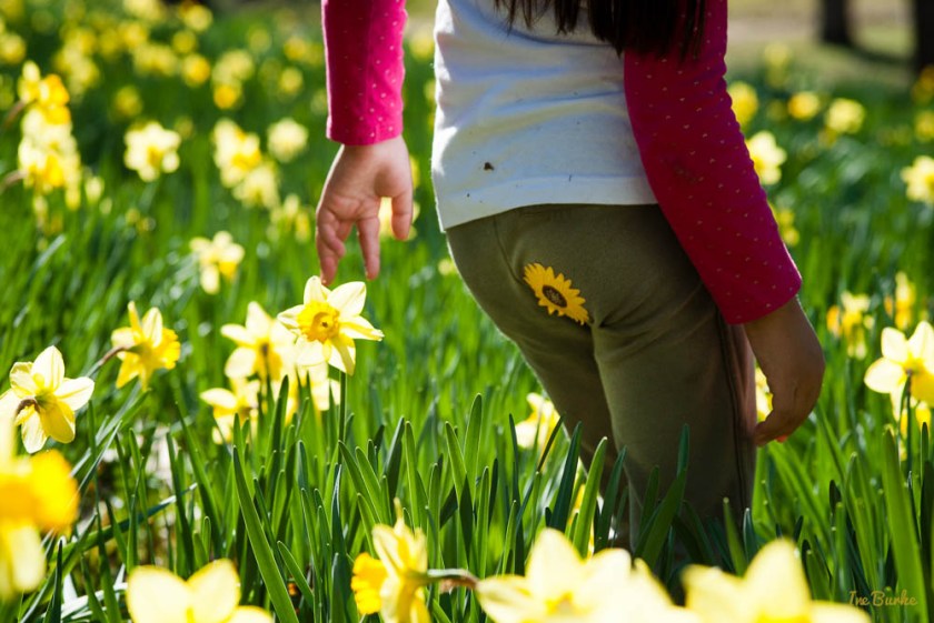 Mrs Lee Daffodil-160227-158_0018