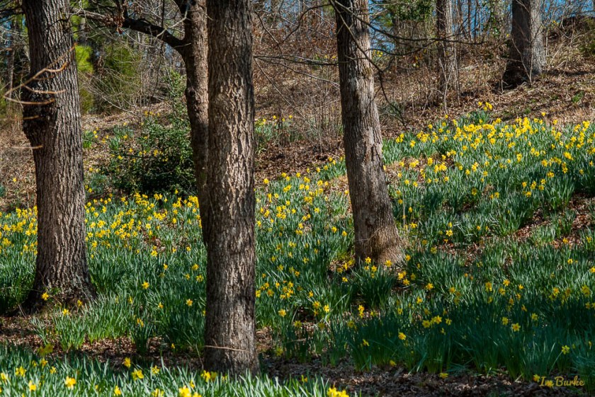 Mrs Lee Daffodil-160227-158_0024