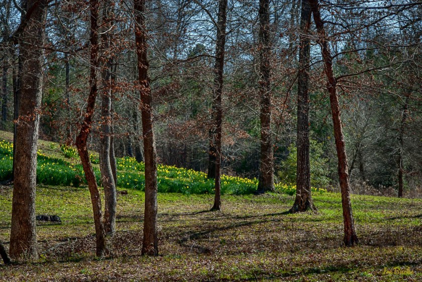 Mrs Lee Daffodil-160227-158_0026