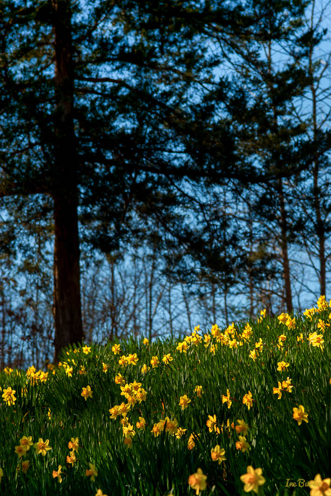 Mrs Lee Daffodil-160227-158_0038