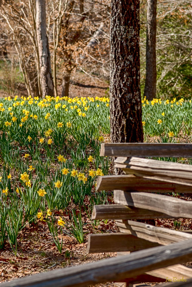 Mrs Lee Daffodil-160227-158_0039