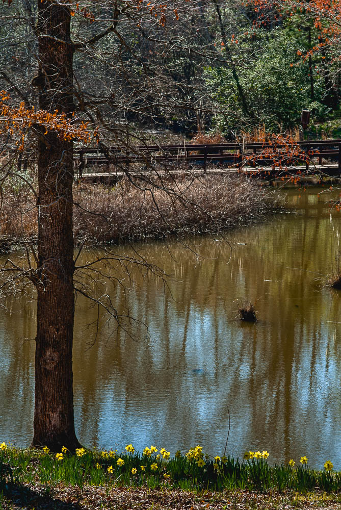 Mrs Lee Daffodil-160227-158_0042