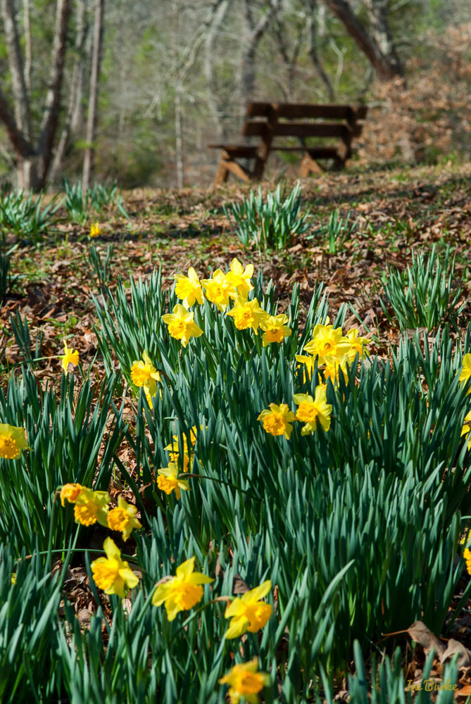 Mrs Lee Daffodil-160227-158_0053