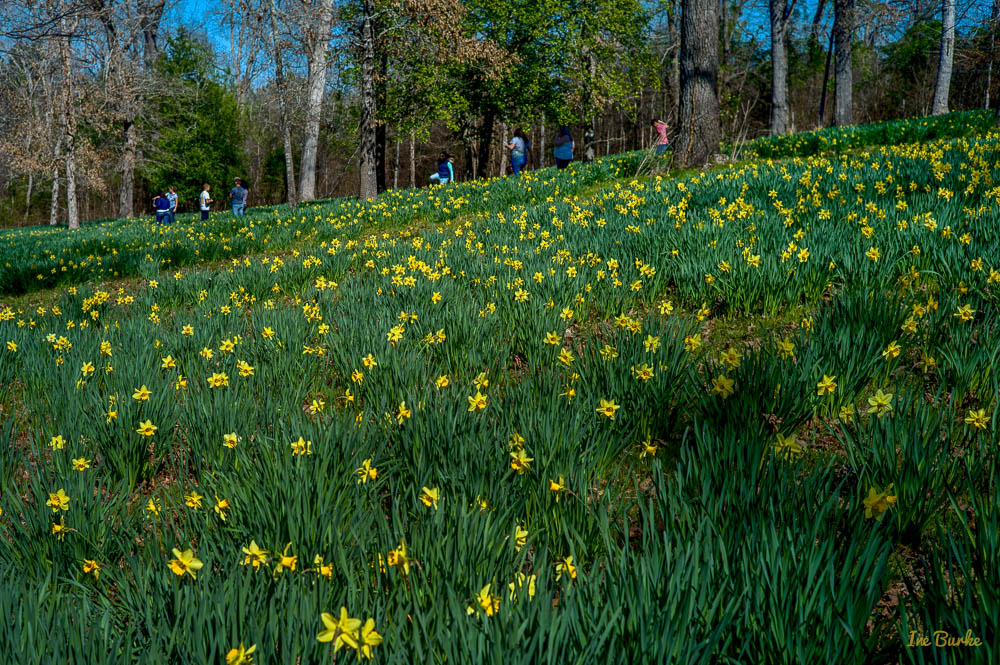 Mrs Lee Daffodil-160227-L1012727