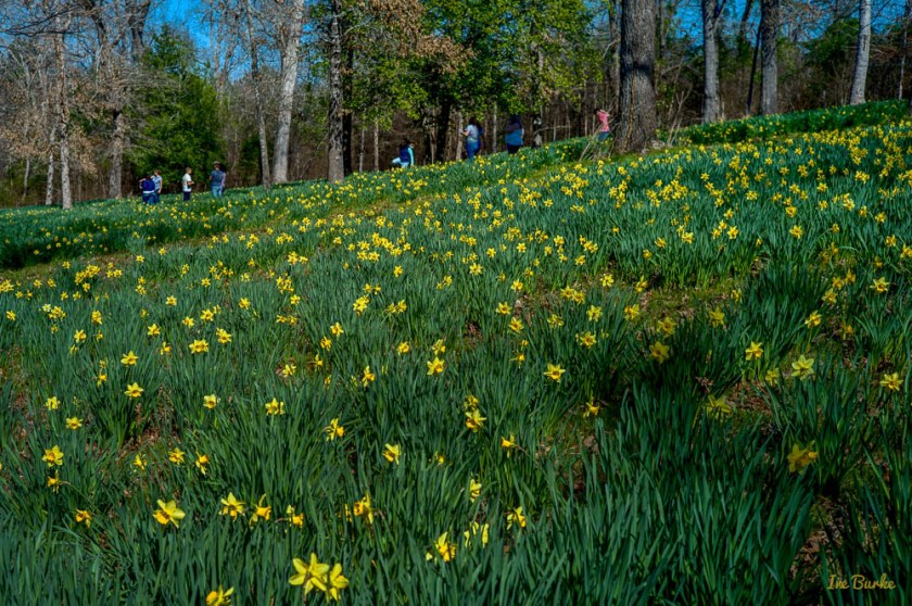 Mrs Lee Daffodil-160227-L1012727