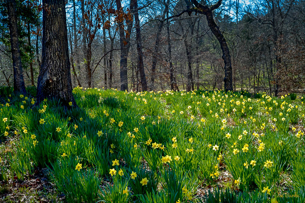 Mrs Lee Daffodil-160227-L1012738