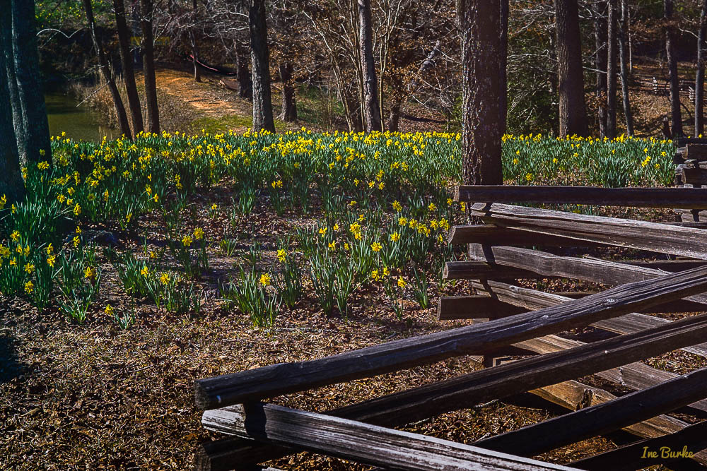 Mrs Lee Daffodil-160227-L1012744