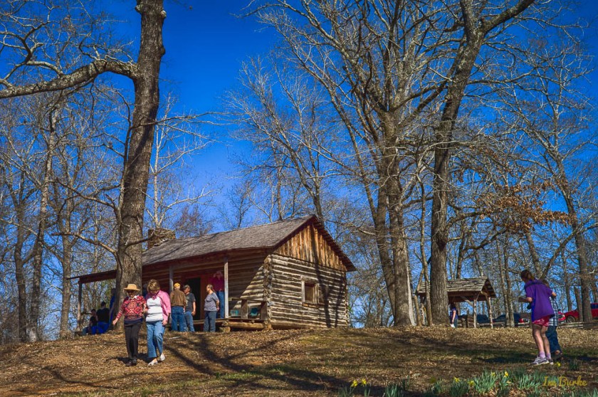 Mrs Lee Daffodil-160227-L1012750