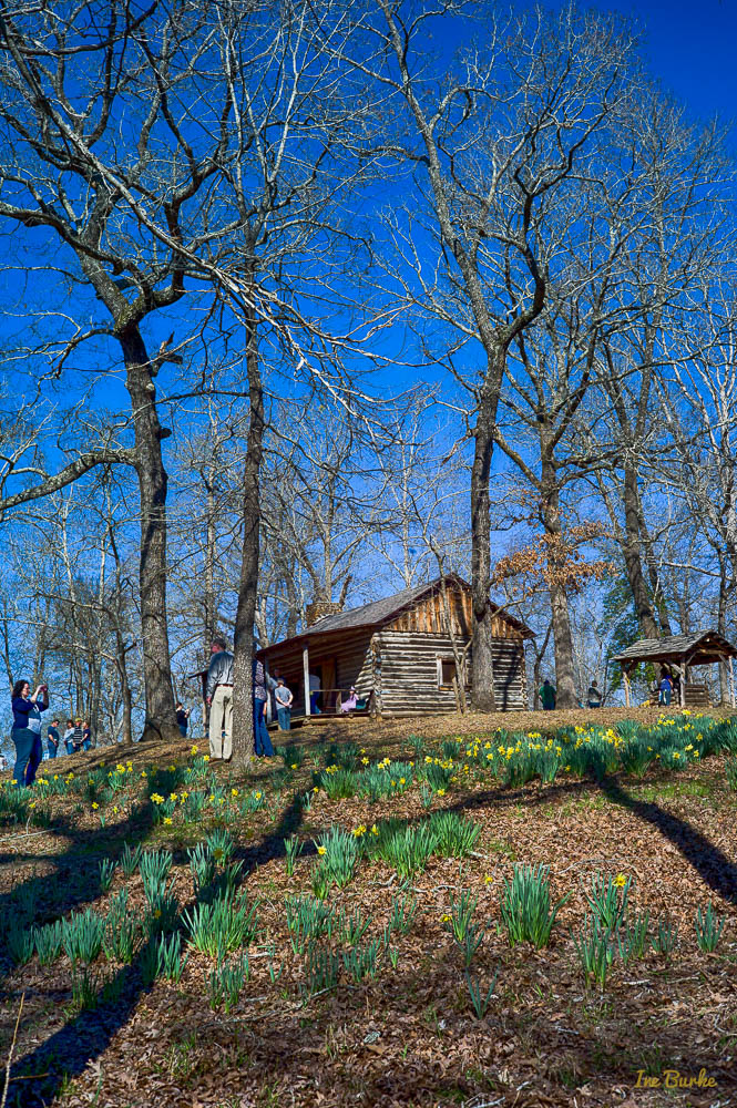 Mrs Lee Daffodil-160227-L1012753