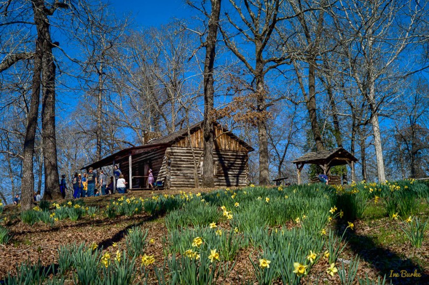 Mrs Lee Daffodil-160227-L1012755