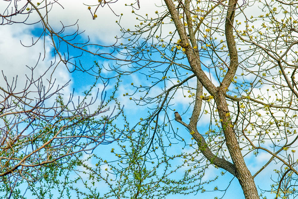 VZC Spring-160312-159_0059