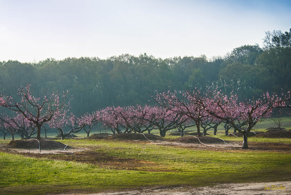 VZC Spring-160315-159_0075